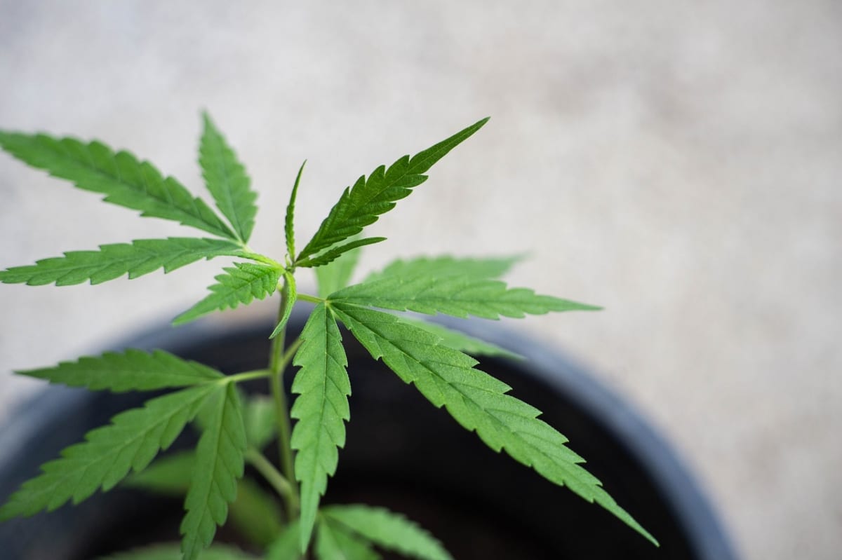 Marijuana substrate should be spongy