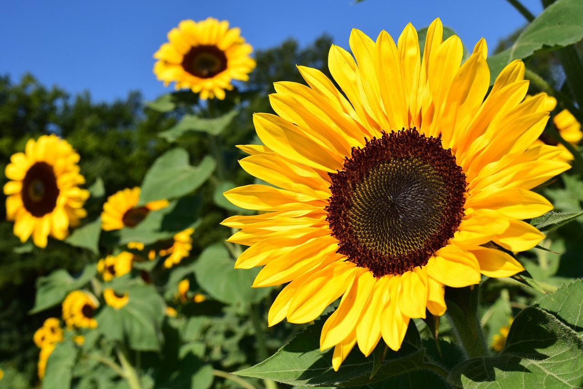 The parts of a sunflower are the roots, leaves, stem, and head.