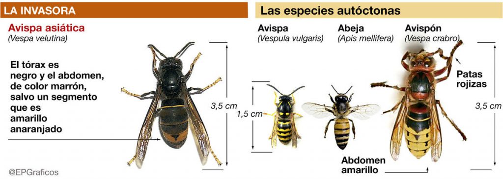 homemade wasp trap