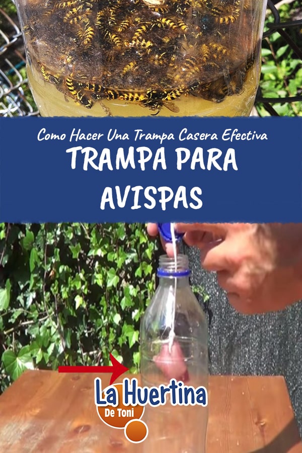 homemade wasp traps