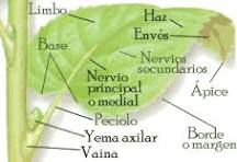How are plant leaves classified?