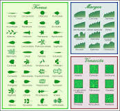 What are the types of leaves?