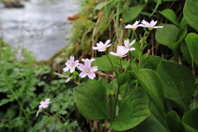 How to grow a sweet candy flower for food and beauty