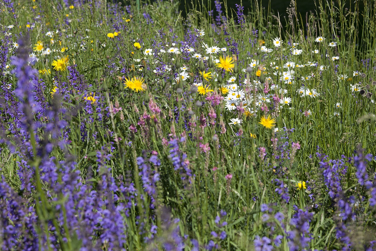 Japanese grass does not require much maintenance