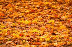 How to get rid of leaves?