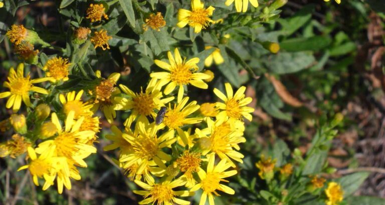 Dittrichia viscosa