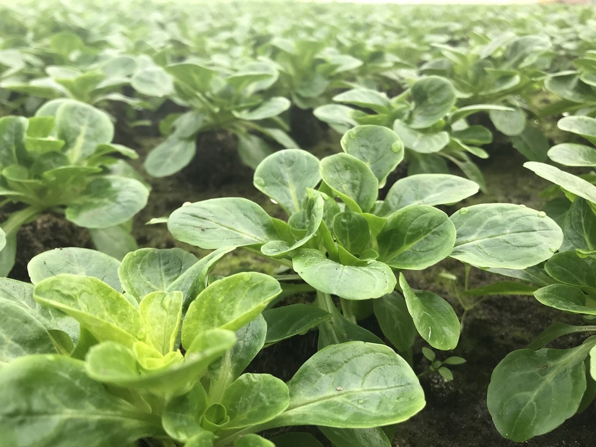 lamb’s lettuce culture
