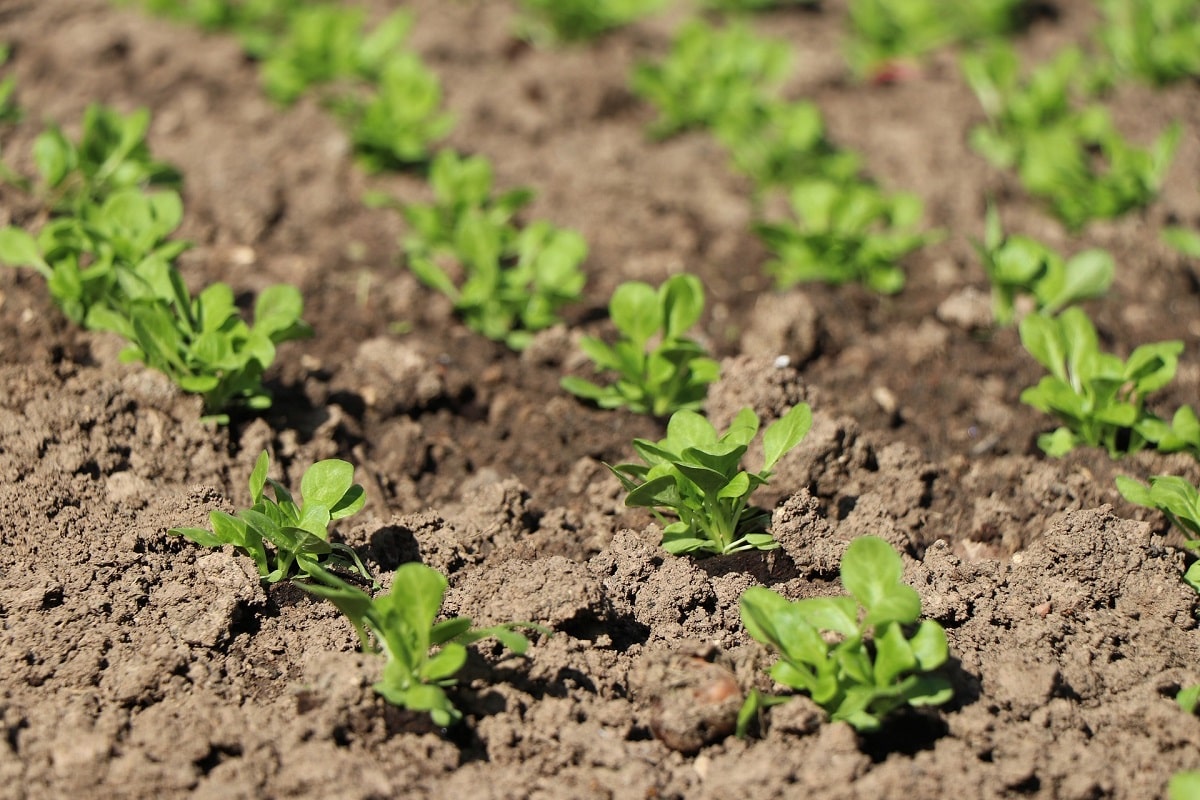 when to plant lamb's lettuce