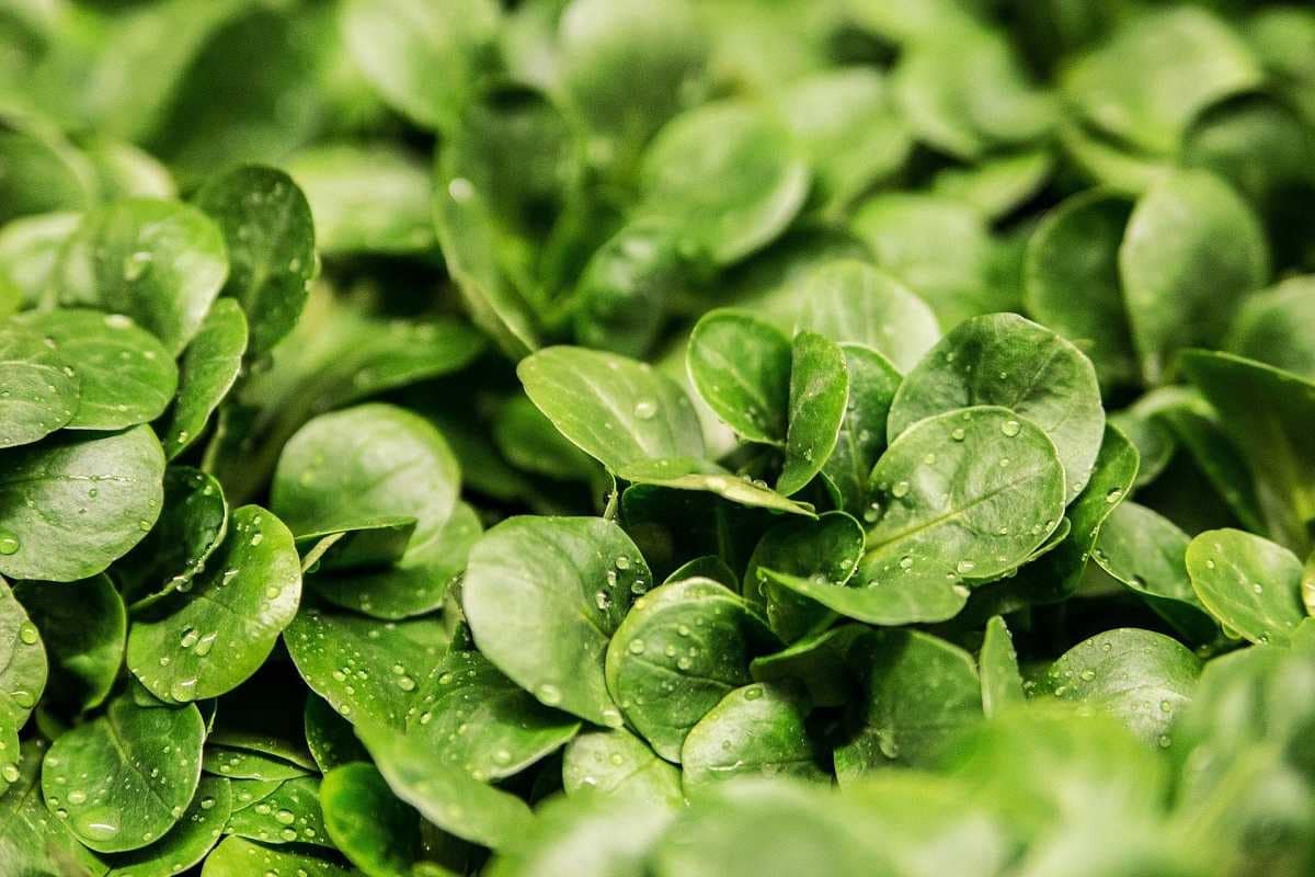 know when to plant lamb's lettuce