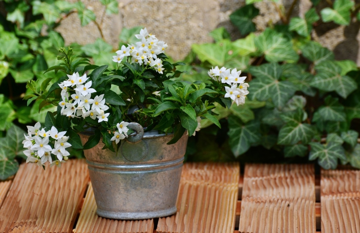 Solano is a perennial climber