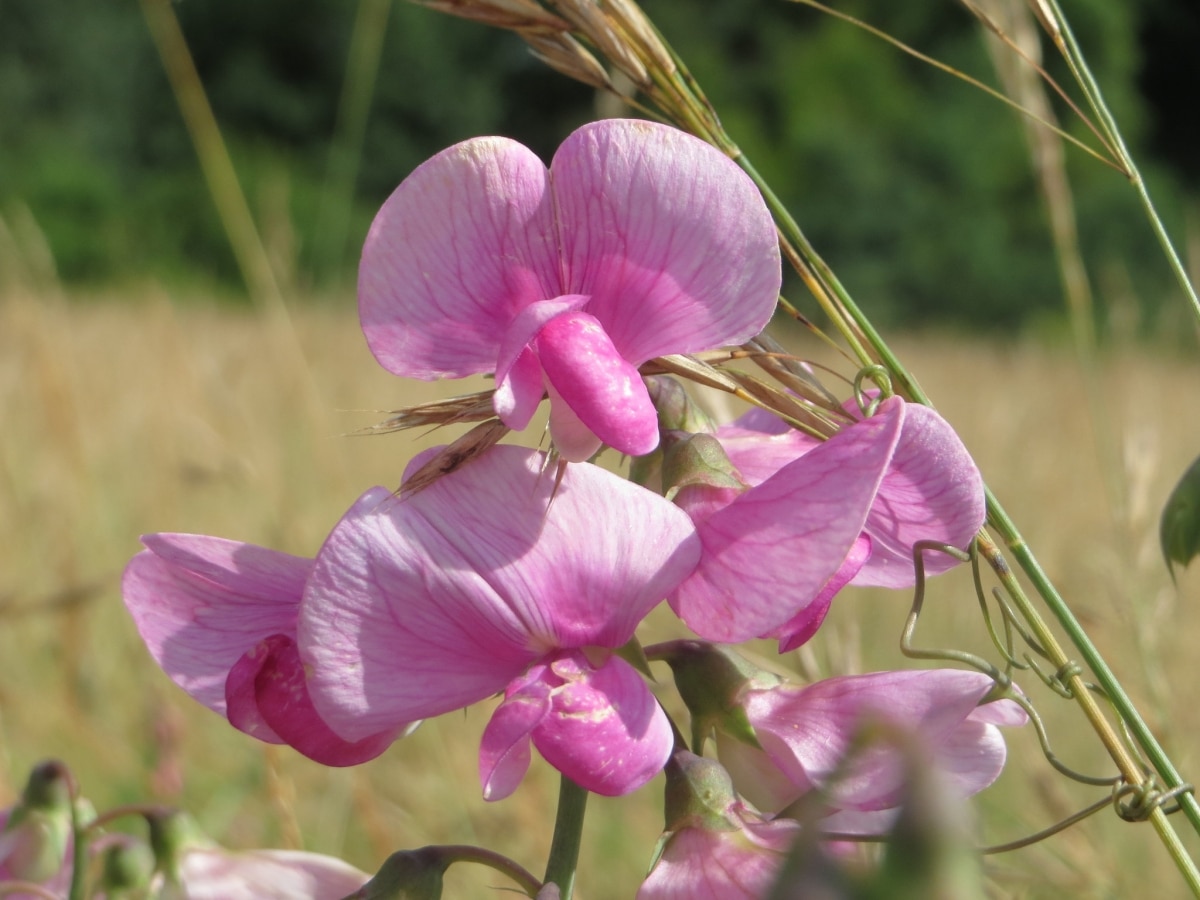 There are many lathyrus that are climbers