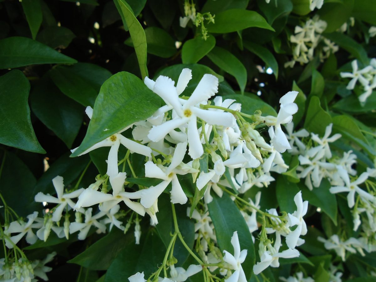 Trachelospermum jasminioides is a winter garden plant that produces white flowers