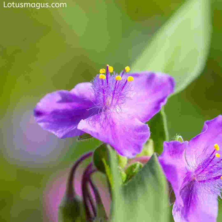 Purple Heart Flower – Growing, Caring, About Tradescantia pallida – ISPUZZLE