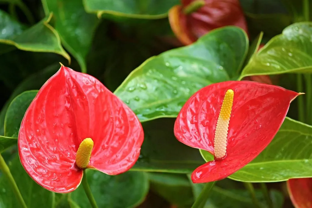 Una flor roja en el artículo ¿Cómo soluciono los problemas de las hojas de Anthurium?