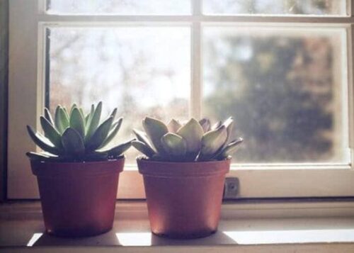 succulent care