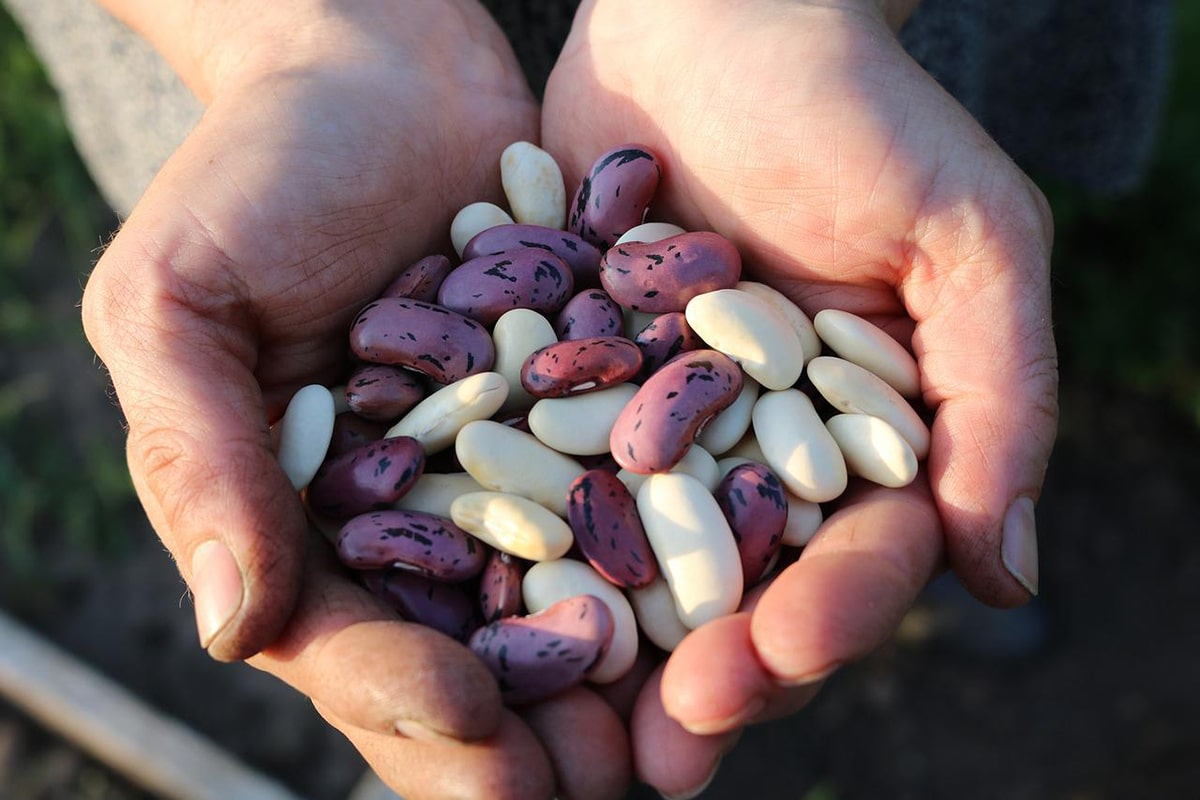 It is estimated that there are more than 300 types of beans