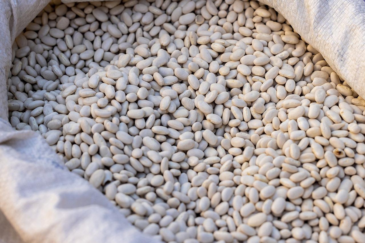 The different types of beans are very beneficial for our body