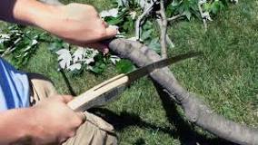 How to cut a thick branch from a tree?