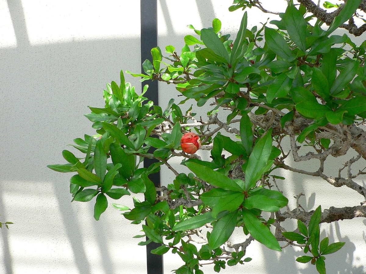 Pomegranate bonsai is little watered