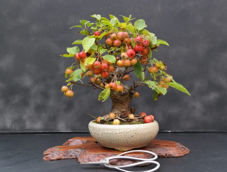 El bonsai manzano es de exterior