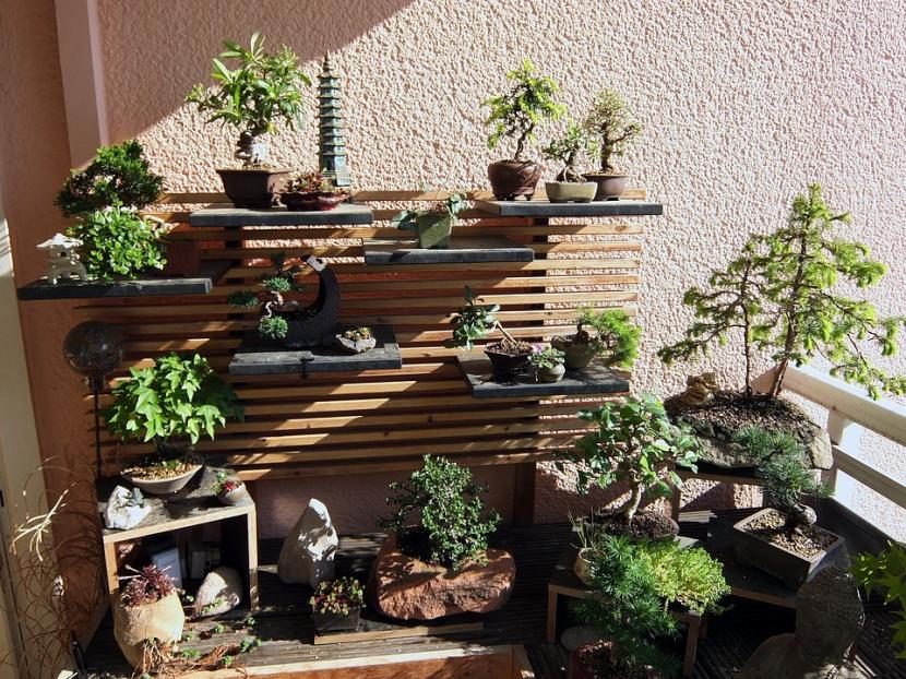 bonsai in the garden