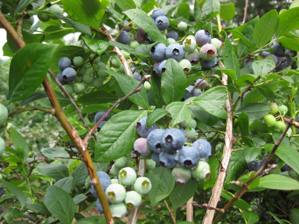 blueberries