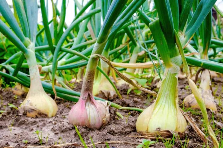 16 of the best plants to grow with onions