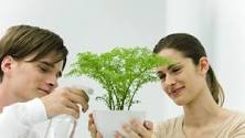 How are the plants sprayed?