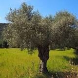 How many liters of water does it take to irrigate an olive tree? How many liters of water does it take to irrigate an olive tree?