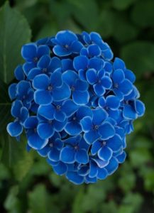 a blue hydrangea