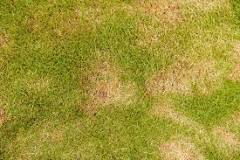 What to do when the grass turns yellow?