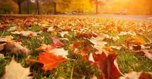 How to prepare the lawn in autumn?