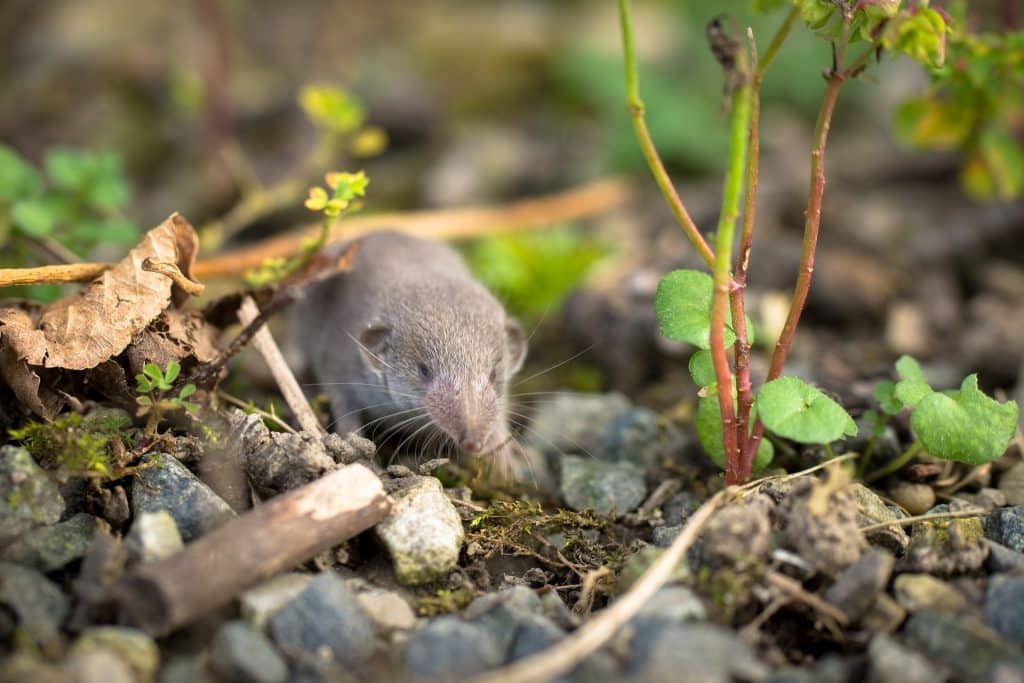 what is a shrew
