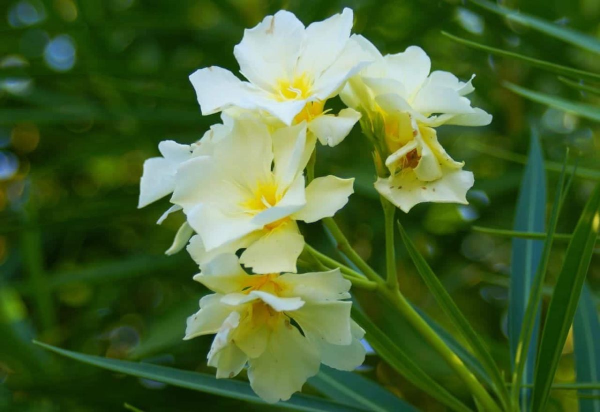Oleander specimen with yellow flower