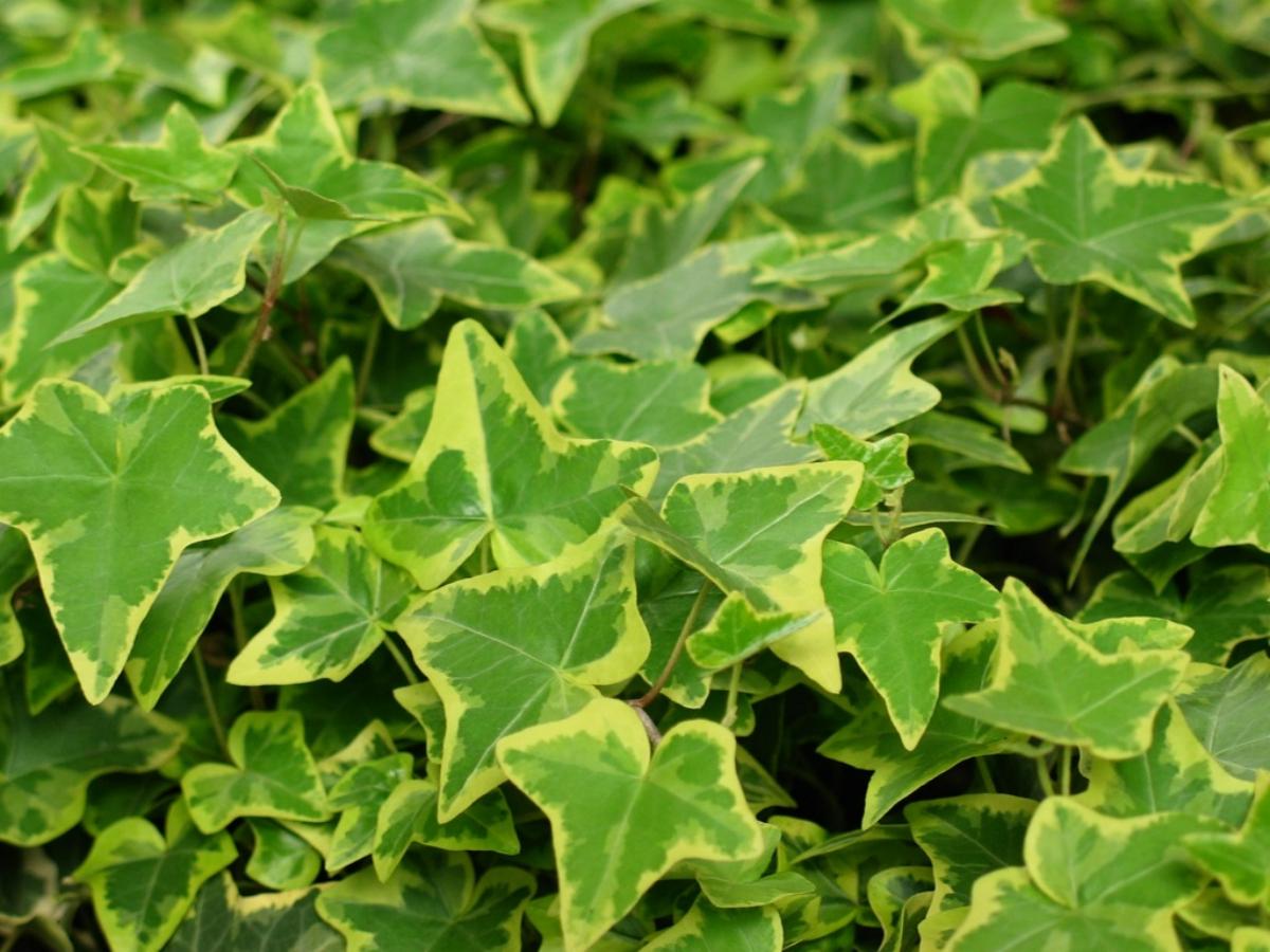 Ivy is a fast growing plant.