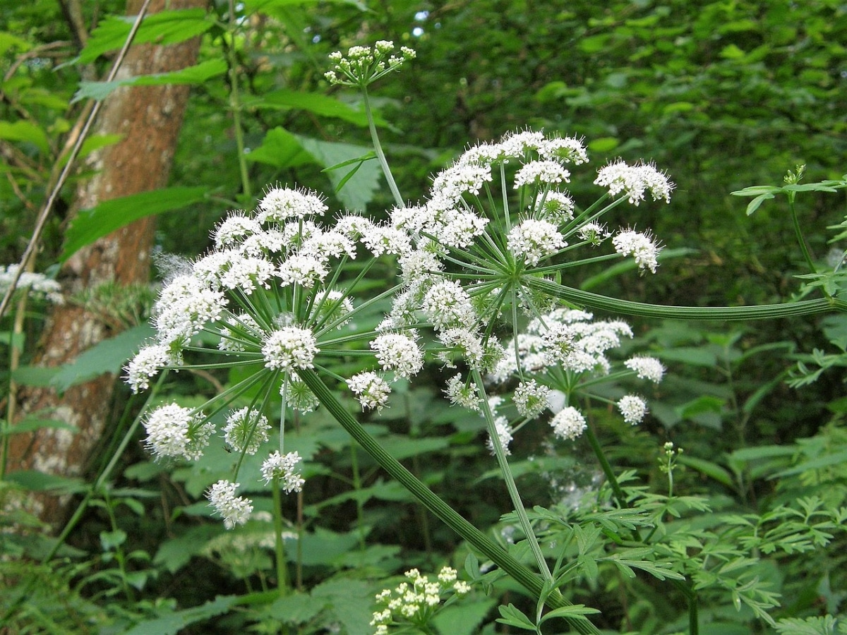 Hemlock is a very poisonous plant