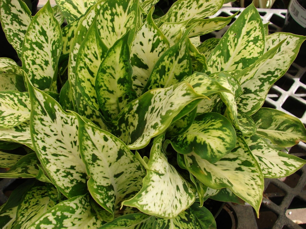 Dieffenbachia is grown indoors