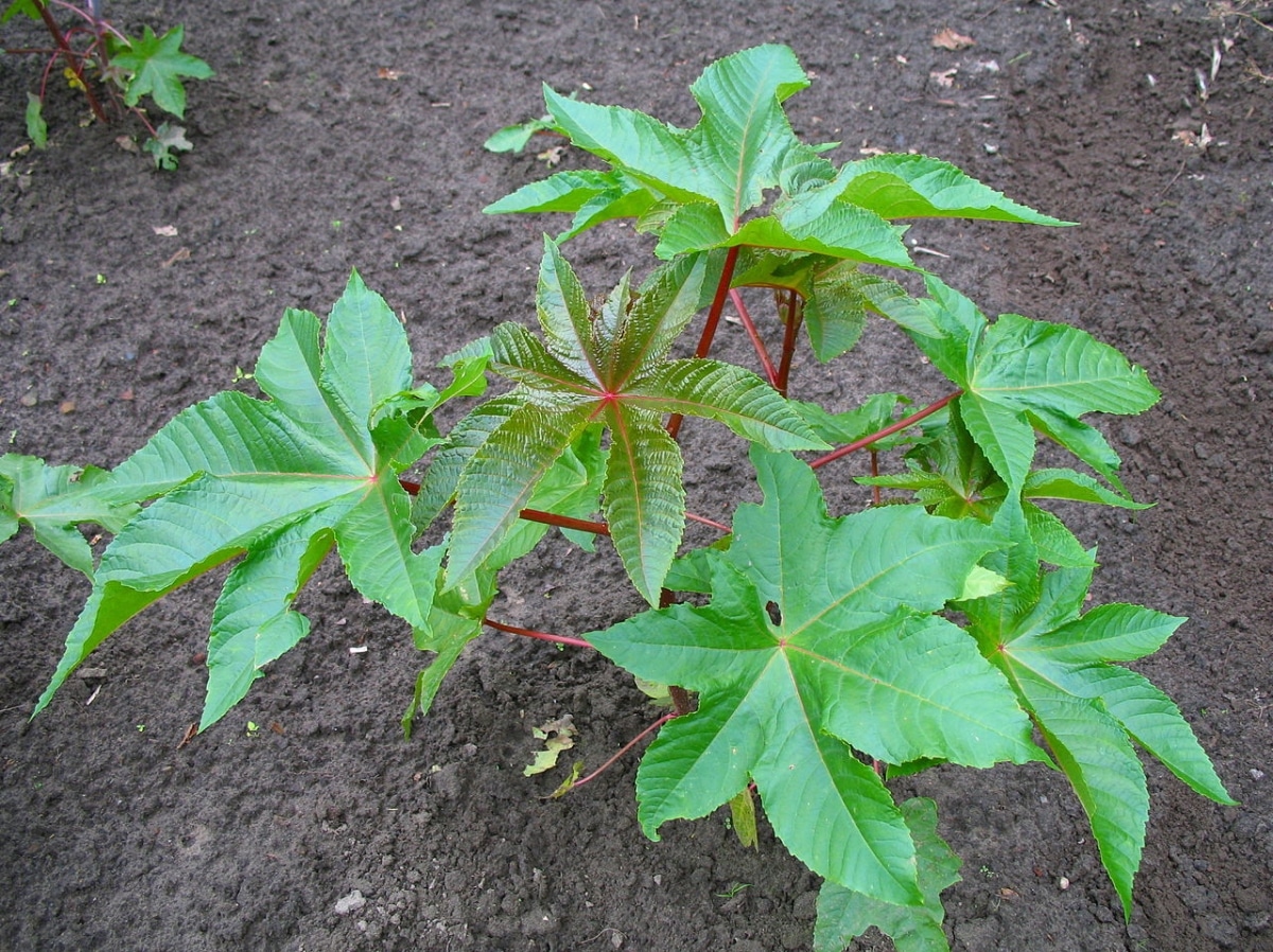 Castor is a small poisonous bush
