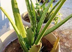 Why does aloe vera make you feel so good?