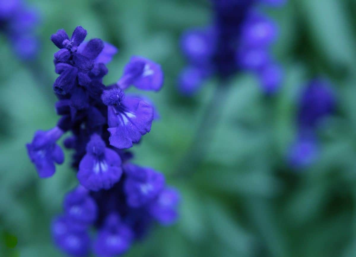 Salvia farinacea flower
