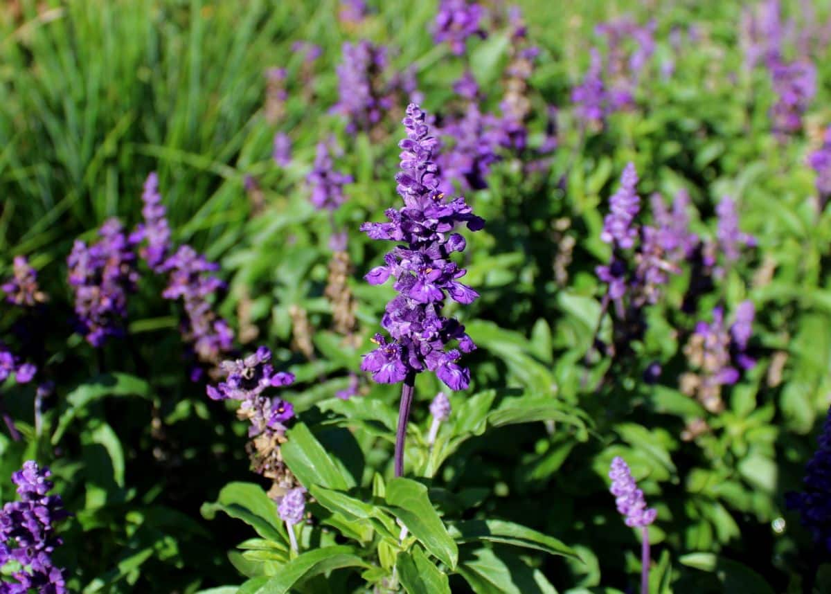 Field of Salvia farinacea