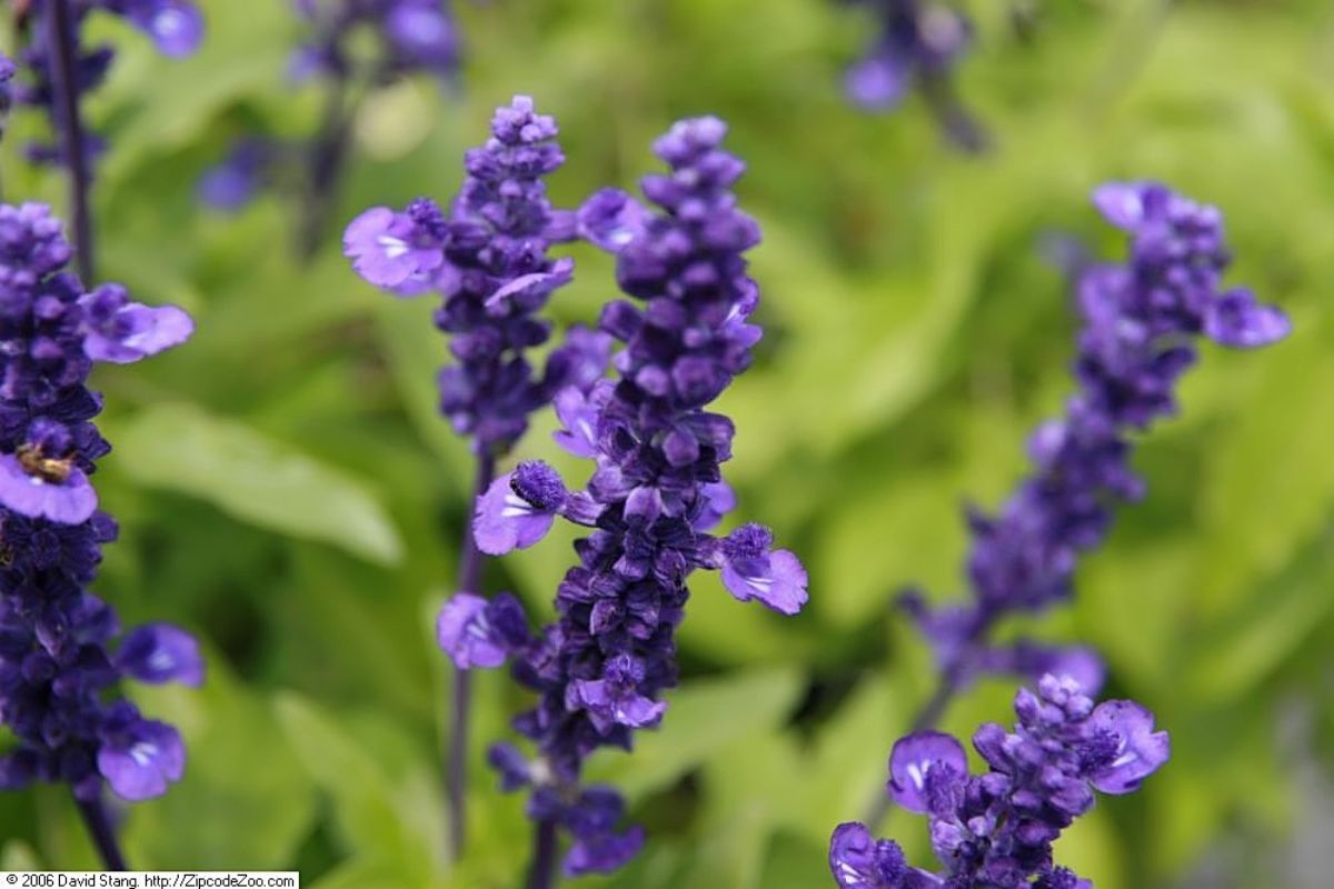 Salvia farinacea flowers