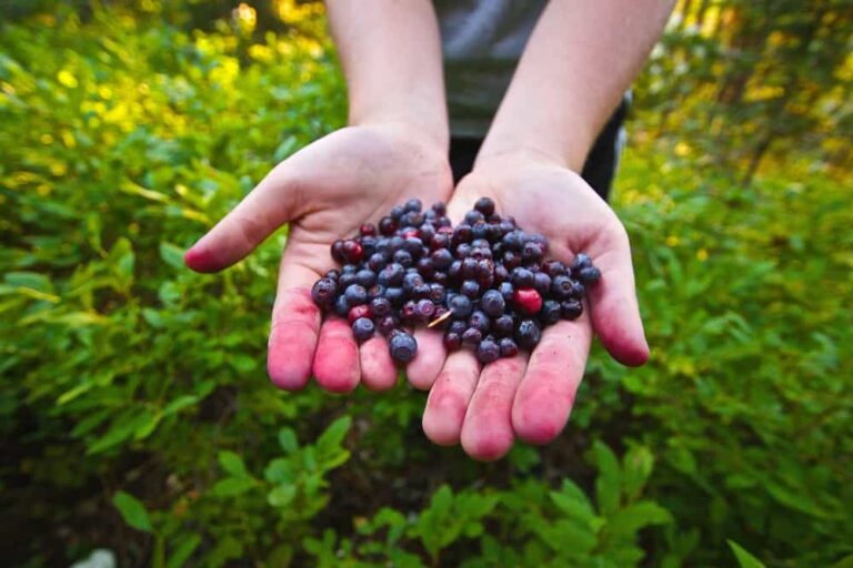 Best species, planting, care and harvest