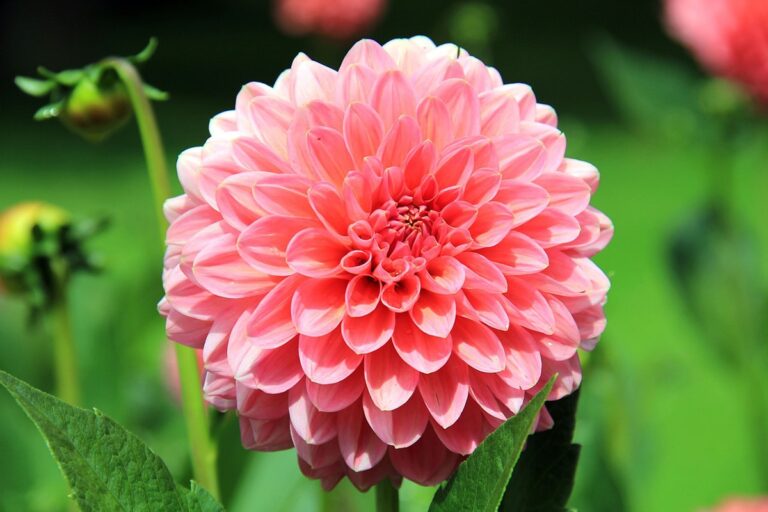 Las dalias son plantas bulbosas