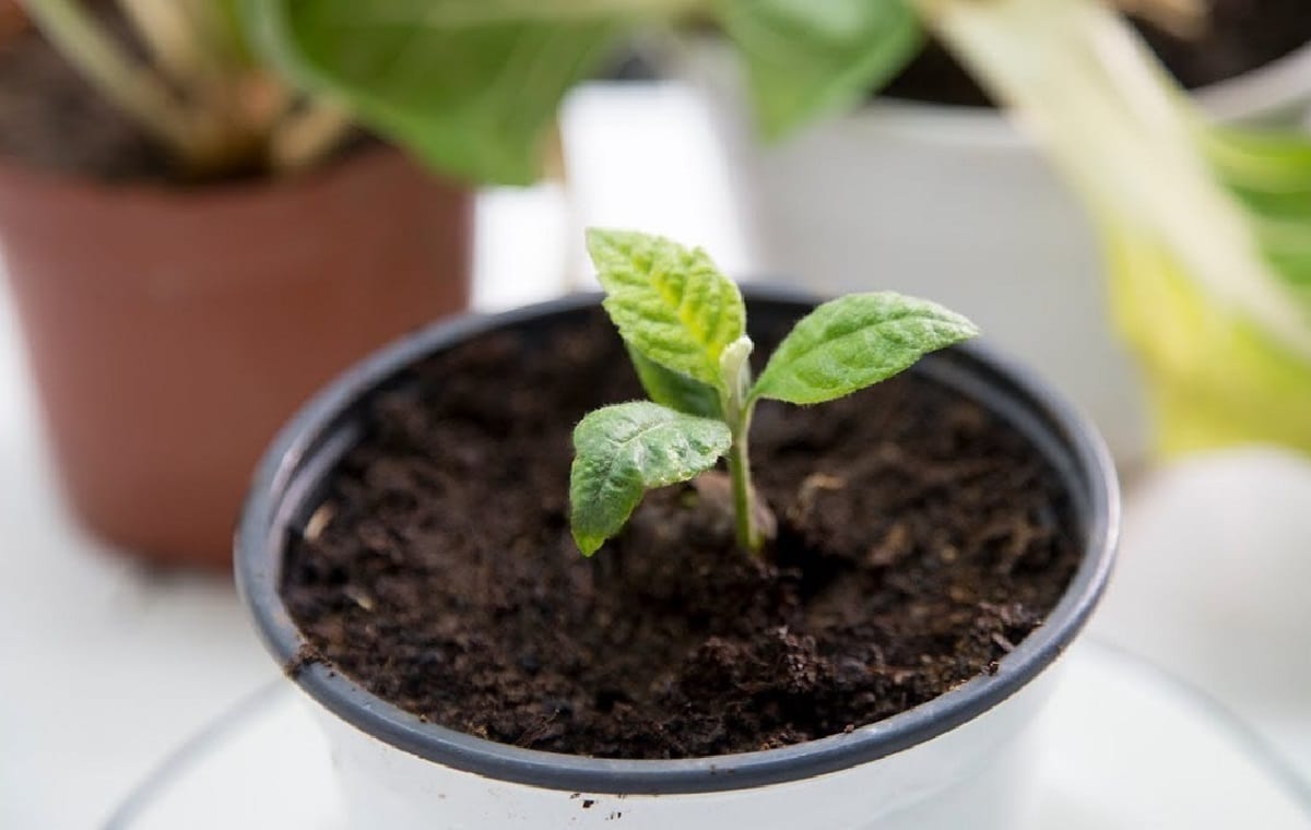 How to plant a loquat in a pot