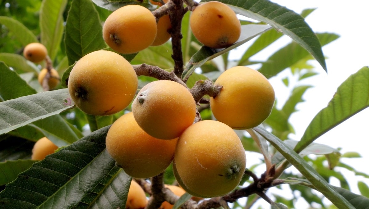 cultivated loquats