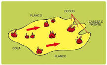 What are the parts of a forest fire?
