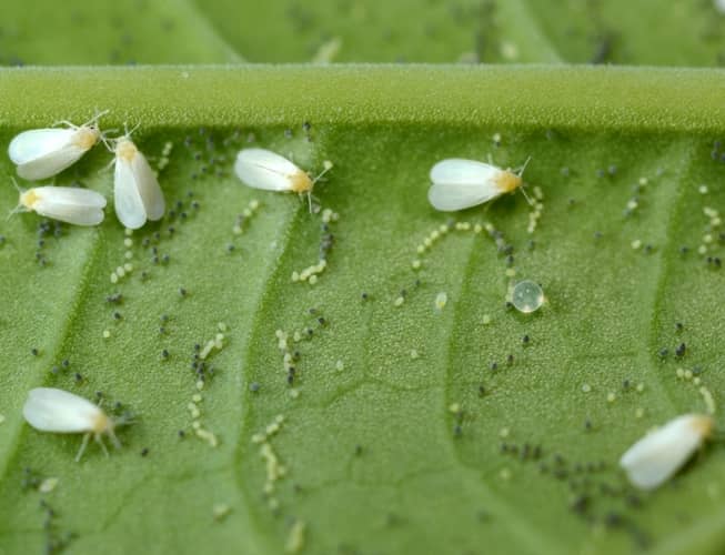 indoor plant pests