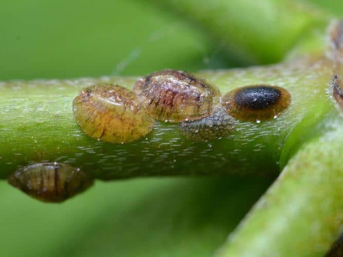 indoor plant pests