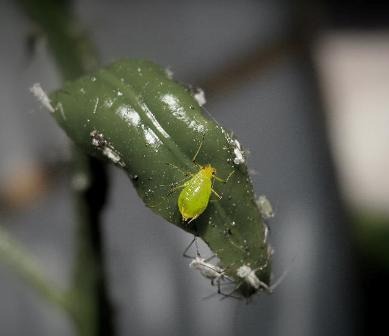 indoor plant pests